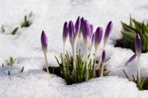 Krokusse_0
