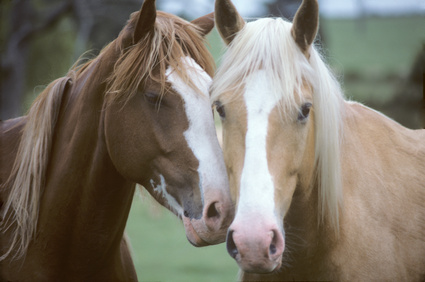 A caballo por Eifel