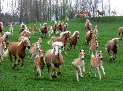 Paseos a caballo Vacaciones a caballo Pradera