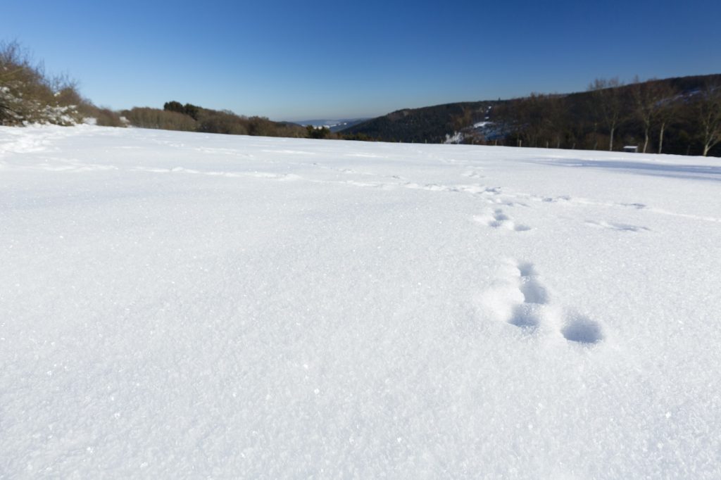 Funny Snow Tracks in the Eifel, Germany