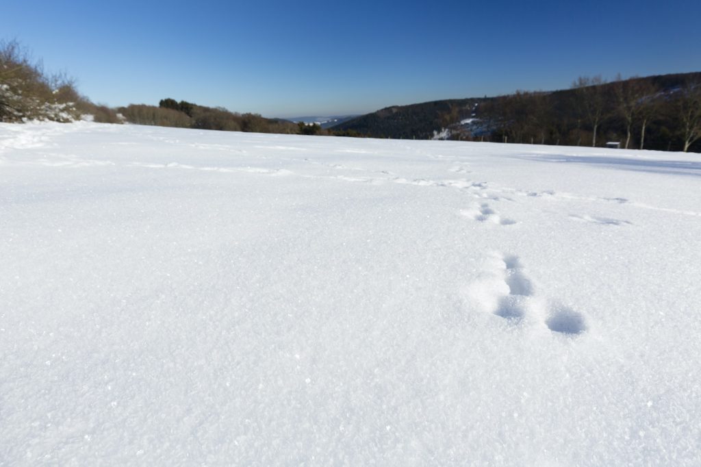 Divertidas huellas de nieve en el Eifel, Alemania